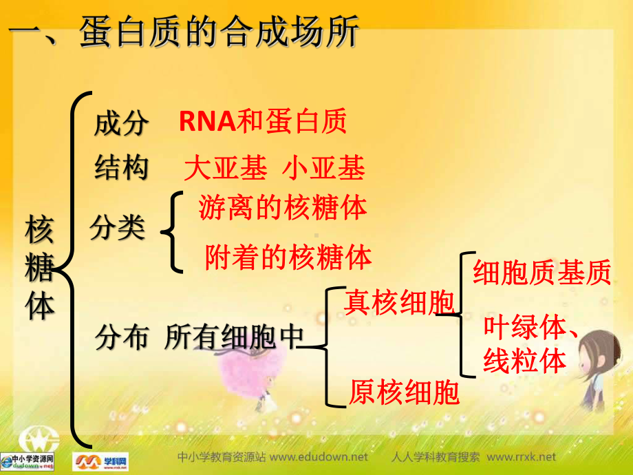 中图版生物必修1第二节《蛋白质的合成与运输》ppt课件[最新].ppt_第2页