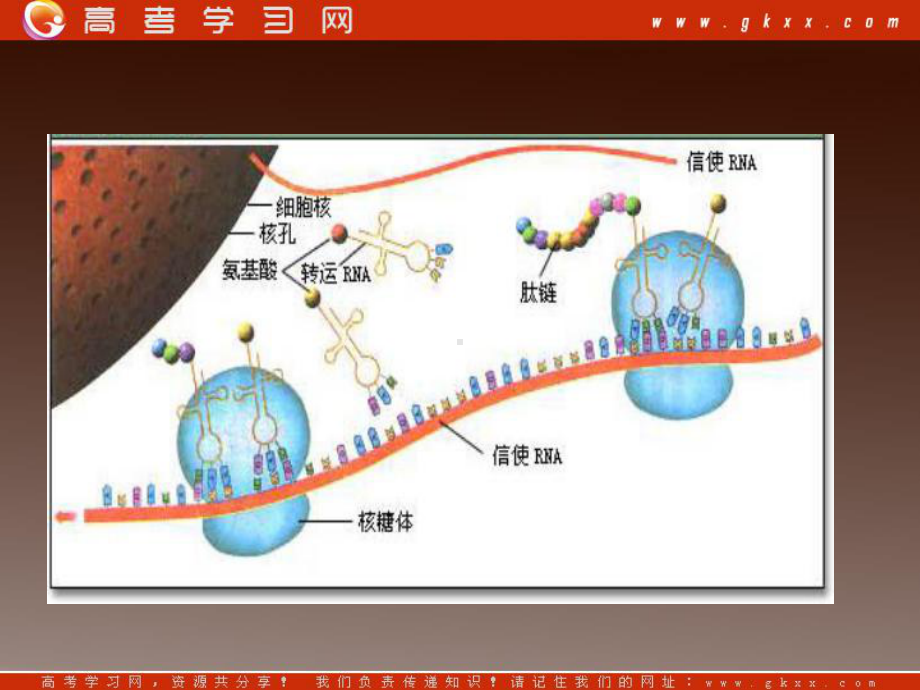 高一生物：第三章《第四节 遗传信息的表达-RNA和蛋白质的合成》课件24（浙教版必修2）.ppt_第2页