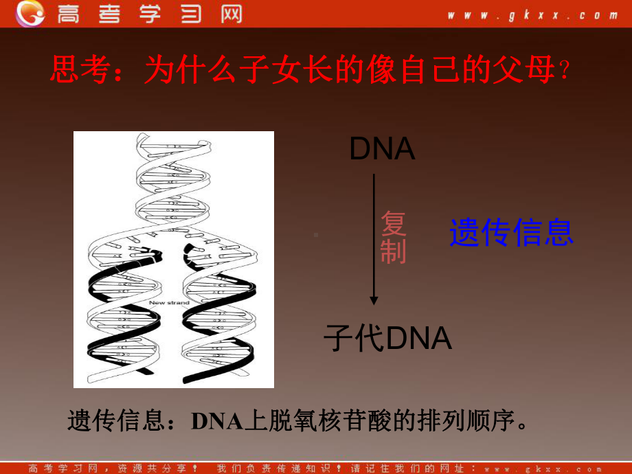 高一生物：第三章《第四节 遗传信息的表达-RNA和蛋白质的合成》课件24（浙教版必修2）.ppt_第3页