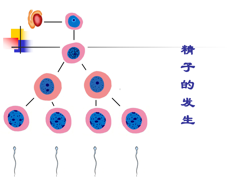 组织胚胎学 教案 课件 (18)（PPT）.ppt_第3页