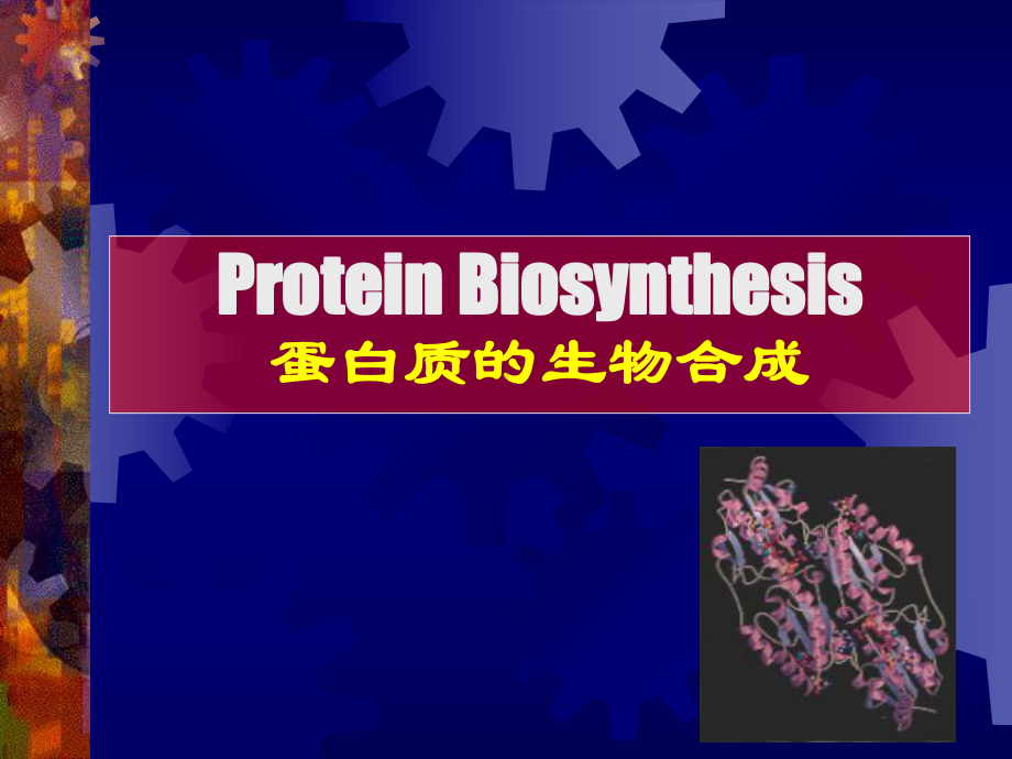 分子生物学-蛋白质的生物合成PPT课件.ppt_第1页