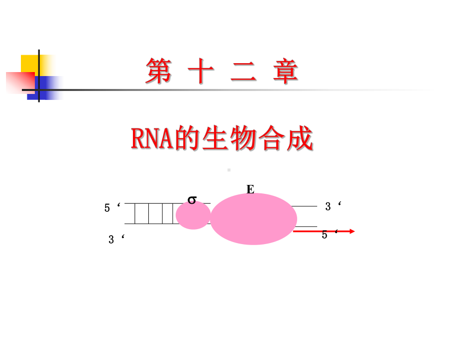 《生物化学课件》12-RNA的生物合成.ppt_第1页