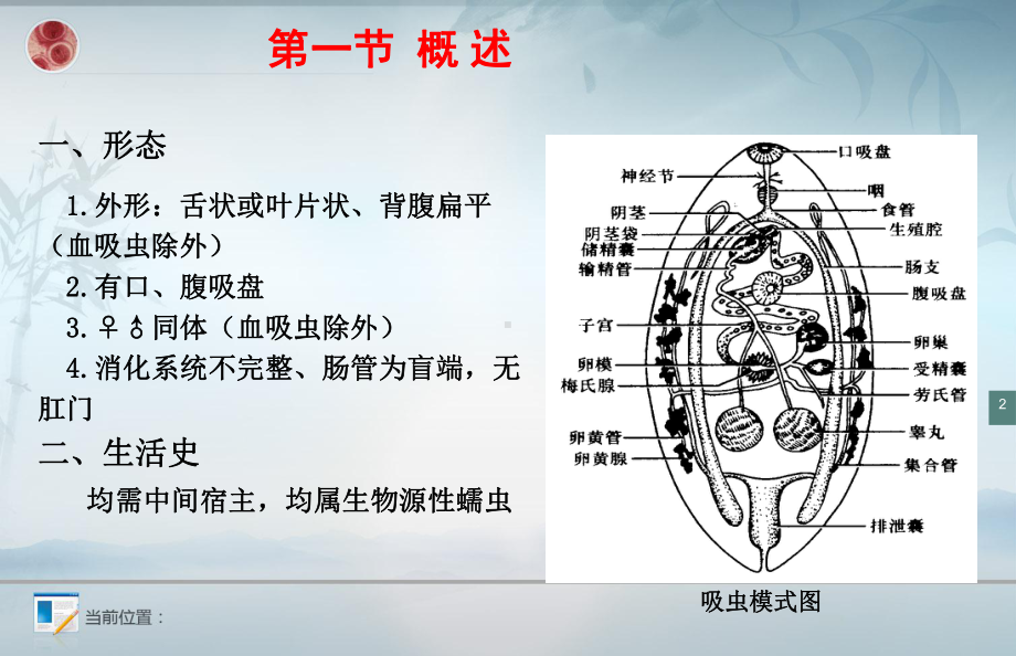 第三章-吸虫-ppt课件.ppt_第2页