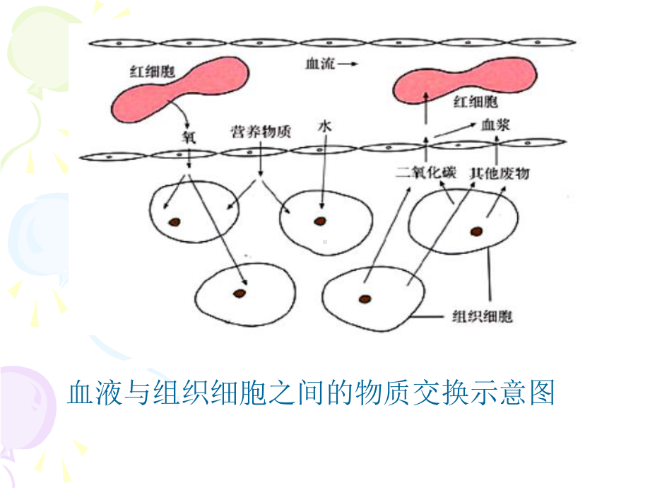 生物：第5章第1节尿的形成和排出课件(人教版七年级下).ppt_第2页