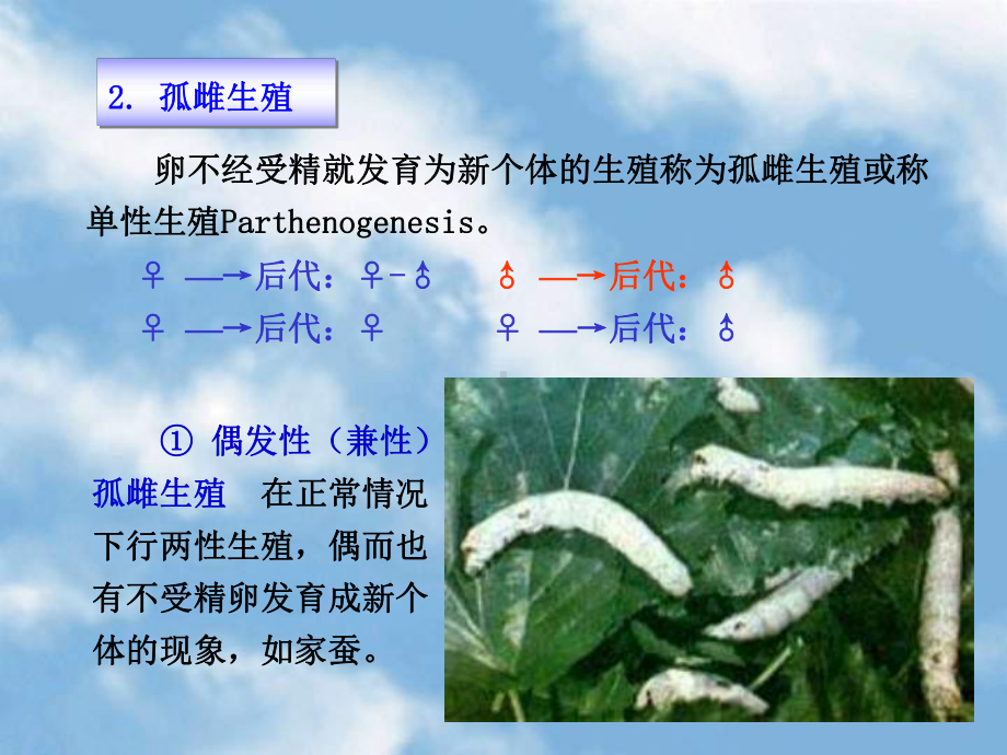 （林学课件）森林昆虫学- 生殖方式.ppt_第2页