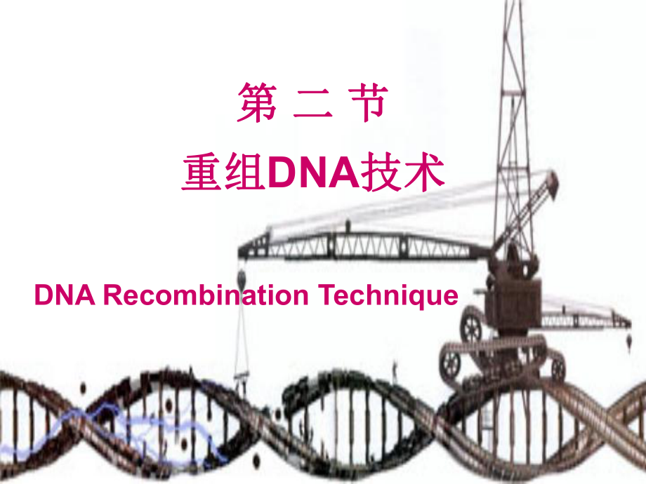 生化课件第二十一章 DNA重组及重组DNA技术.ppt_第3页