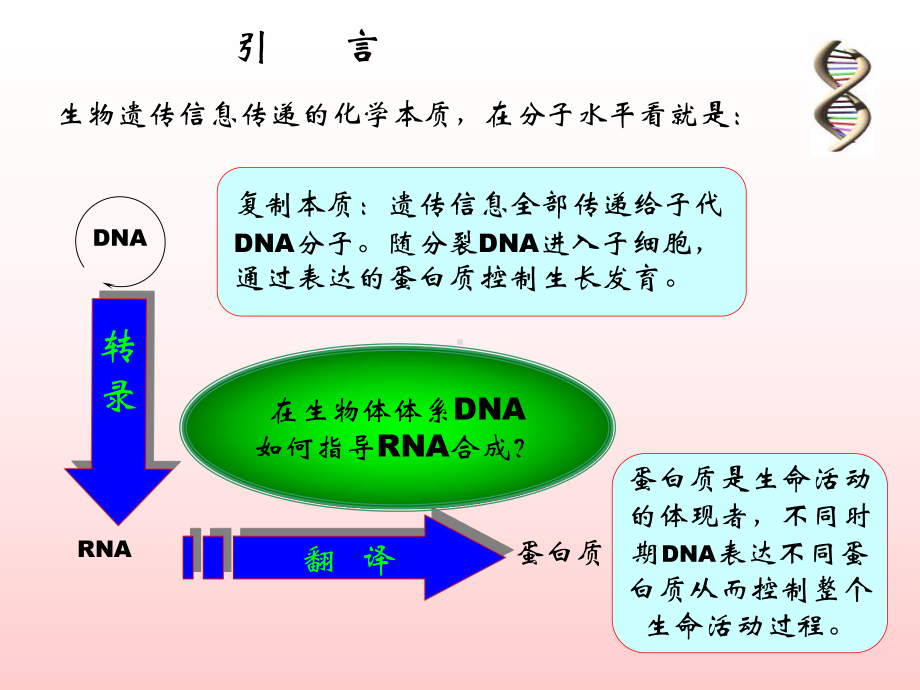 RNA合成2005.6 生物化学　教学课件.ppt_第2页