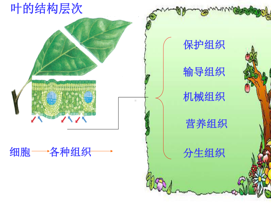 ppt课件-组织器官.ppt_第2页