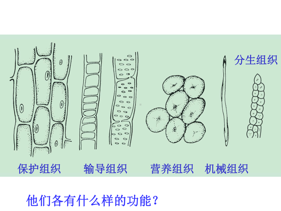 ppt课件-组织器官.ppt_第3页