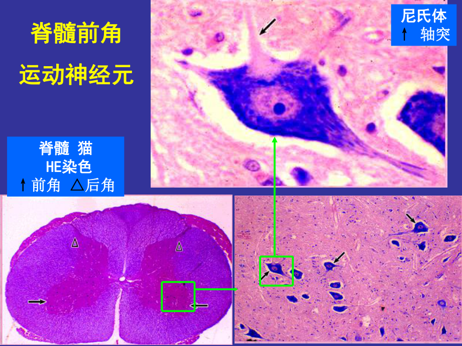 上海交通大学组织学与胚胎学神经组织-PPT课件.ppt_第2页