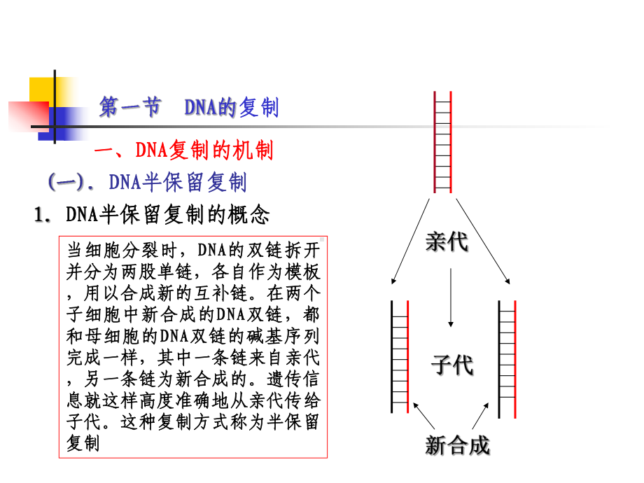 《生物化学课件》11-DNA的生物合成.ppt_第3页