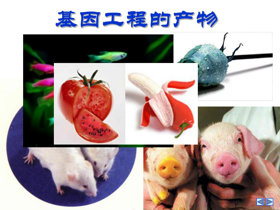 生物《DNA重组技术的基本工具》精品课件(新人教版选修3).ppt_第3页