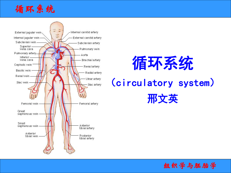 组织学与胚胎学课件2013-6循环系统.ppt_第1页