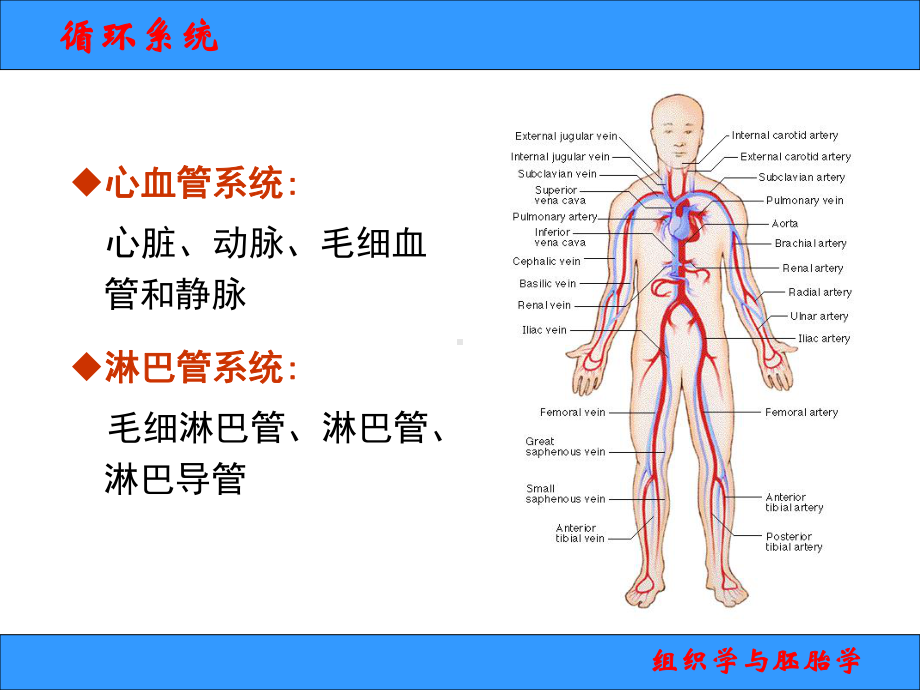 组织学与胚胎学课件2013-6循环系统.ppt_第2页