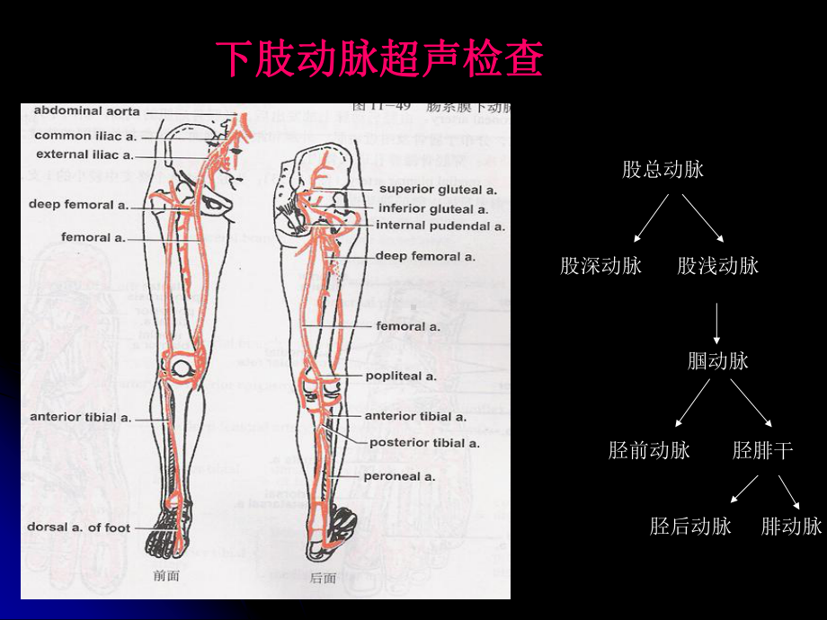 上下肢动静脉的超声检查-PPT课件.ppt_第2页