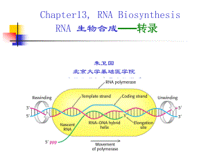 北医本科课件《生物化学》第13章 rna生物合成-zwg.ppt