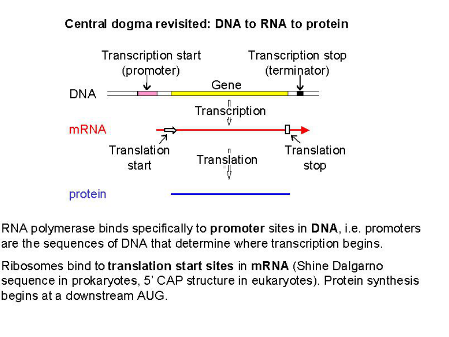 北医本科课件《生物化学》第13章 rna生物合成-zwg.ppt_第2页