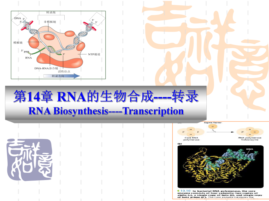 《动物生物化学》课件14 RNA的生物合成-转录.ppt_第1页