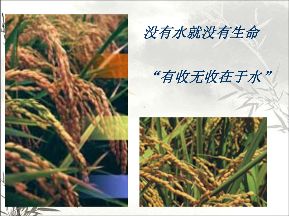 植物的水分代谢-PPT课件.ppt_第2页