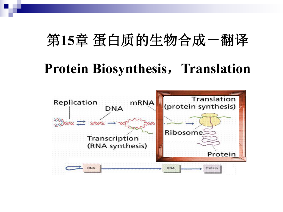 考研科目,动物生物化学 第15章 蛋白质的生物合成-翻译-PPT课件.ppt_第1页