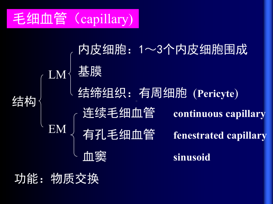 循环系统-组织胚胎学课件-上海交通大学-09.ppt_第3页