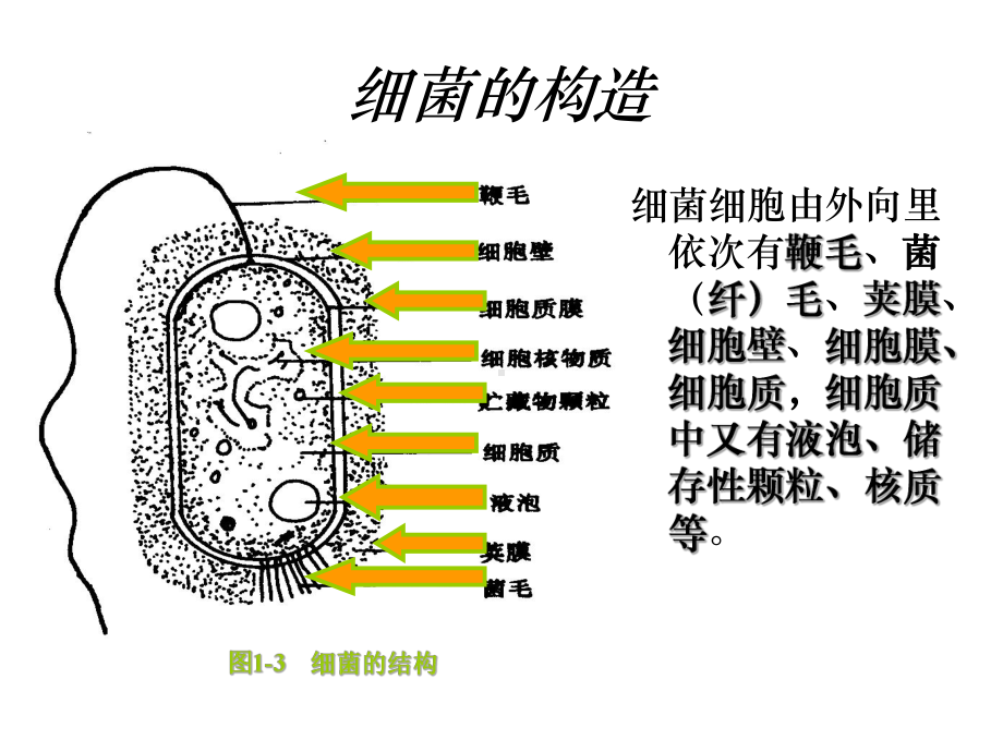 生物：2.1《微生物的实验室培养》课件(1)(新人教版选修1).ppt_第3页