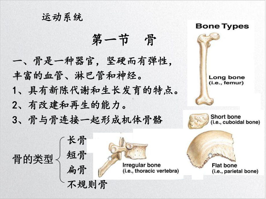 畜禽解剖学-运动系统优质课件PPT.ppt_第2页