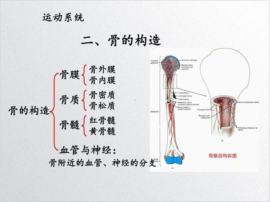 畜禽解剖学-运动系统优质课件PPT.ppt_第3页