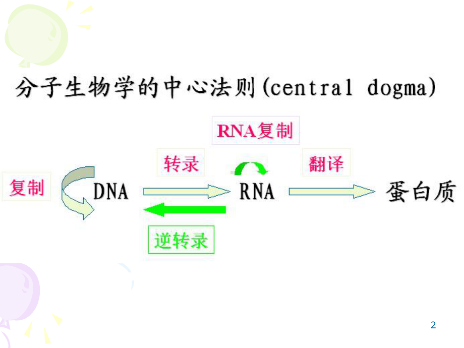 DNA的生物合成（生物化学课件）.ppt_第2页