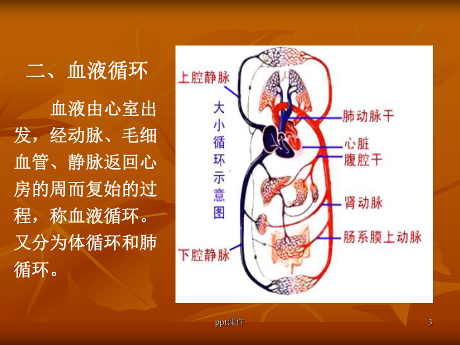 脉管系统解剖、生理-ppt课件.ppt_第3页