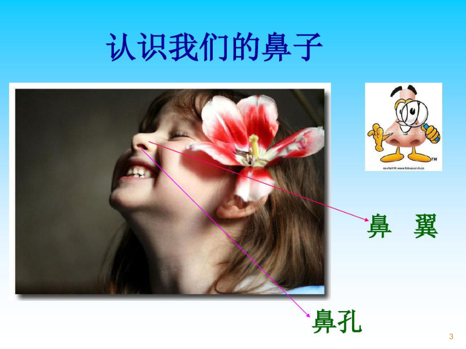 保护鼻子ppt课件.ppt_第3页