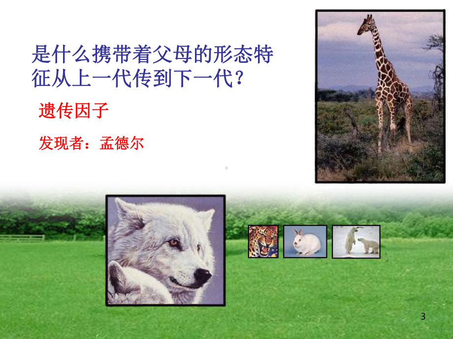 寻找遗传与变异的秘密ppt课件.ppt_第3页