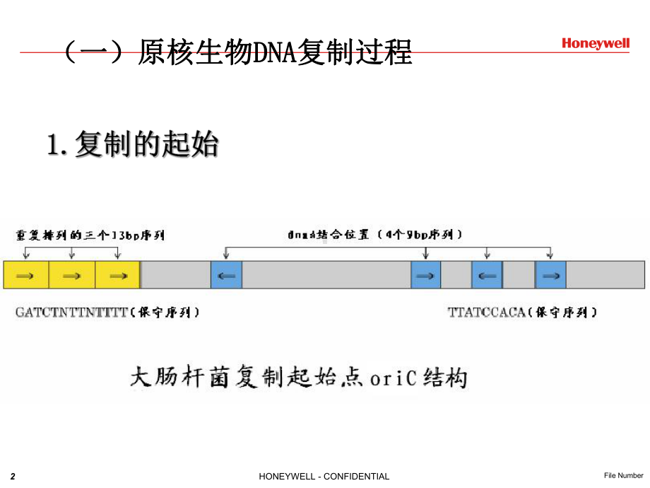 DNA复制过程PPT课件.ppt_第2页