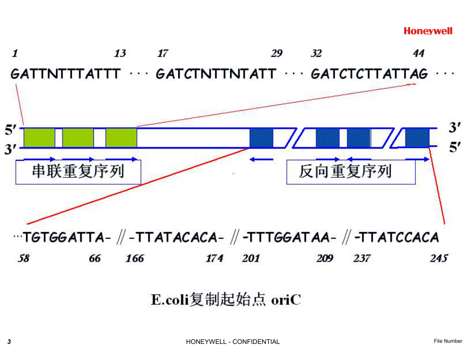 DNA复制过程PPT课件.ppt_第3页