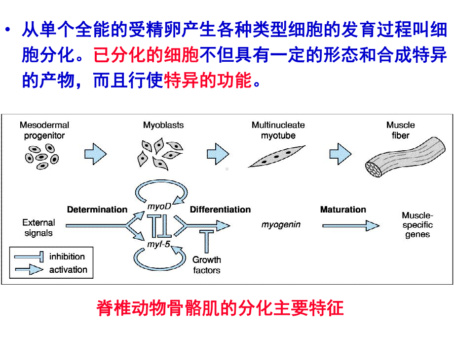 发育生物学细胞命运决定ppt课件.ppt_第3页