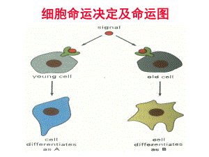 发育生物学细胞命运决定ppt课件.ppt