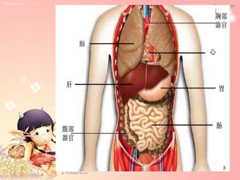 小学生身体器官ppt课件.ppt_第3页