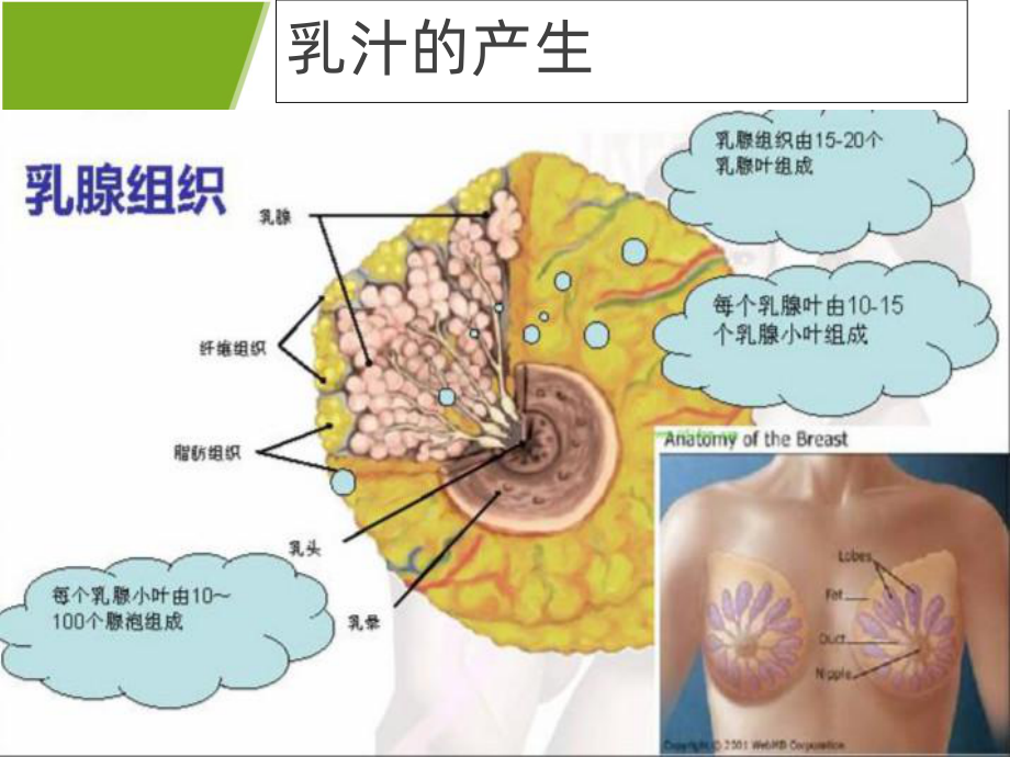 母乳喂养中的常见问题ppt课件.ppt_第3页