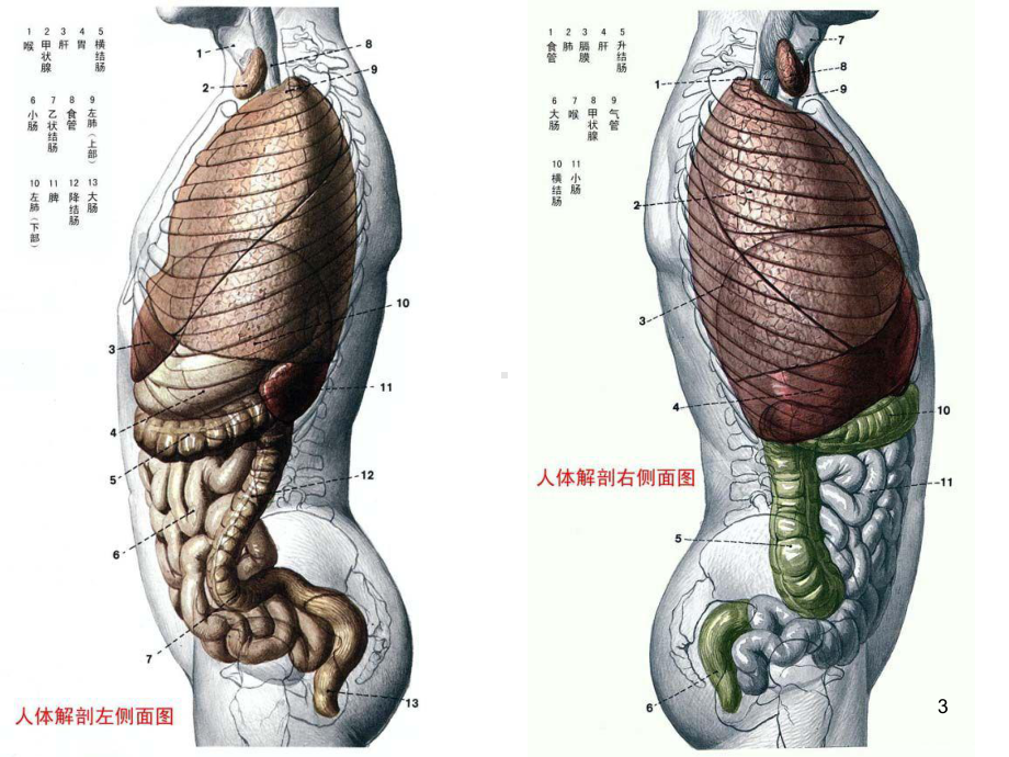 人体结构PPT课件.ppt_第3页