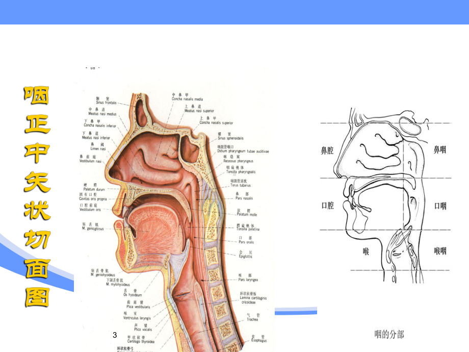 咽科学ppt课件.pptx_第3页