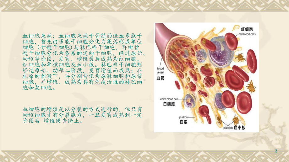 血细胞概述PPT课件.ppt_第3页