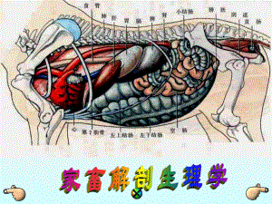 家畜解剖生理学ppt课件.ppt