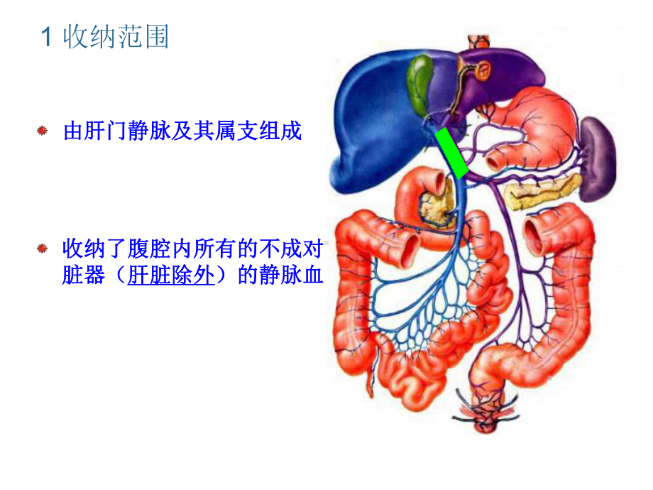 肝门静脉系-ppt课件.ppt_第3页