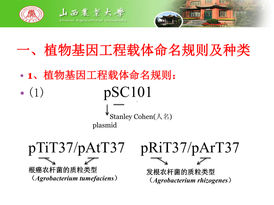 第四章-目的基因的转化及其原理-ppt课件.ppt_第3页