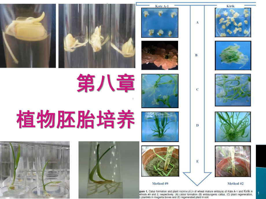 第八章-植物的胚胎培养-ppt课件.ppt_第1页