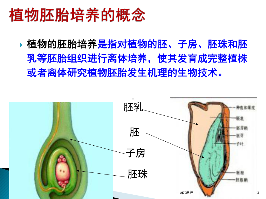 第八章-植物的胚胎培养-ppt课件.ppt_第2页