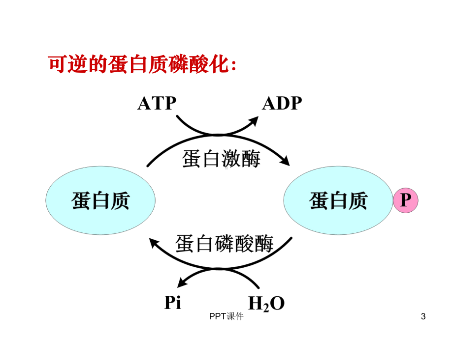 蛋白磷酸化与蛋白激酶-ppt课件.ppt_第3页