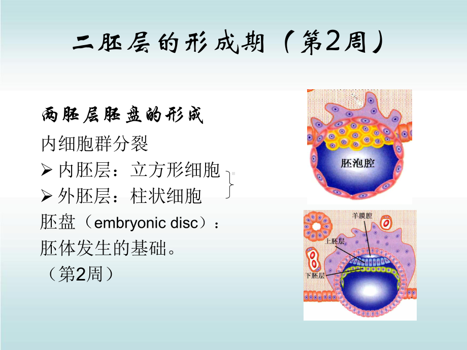 人体胚胎学概要PPT课件.ppt_第3页