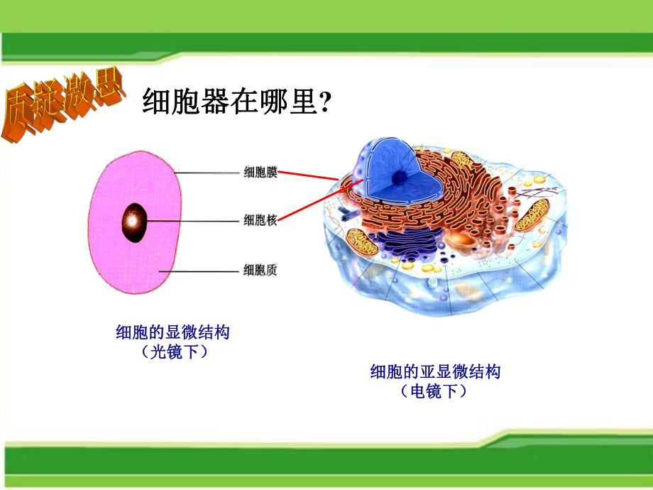 细胞器系统的分工合作-ppt课件.ppt_第2页