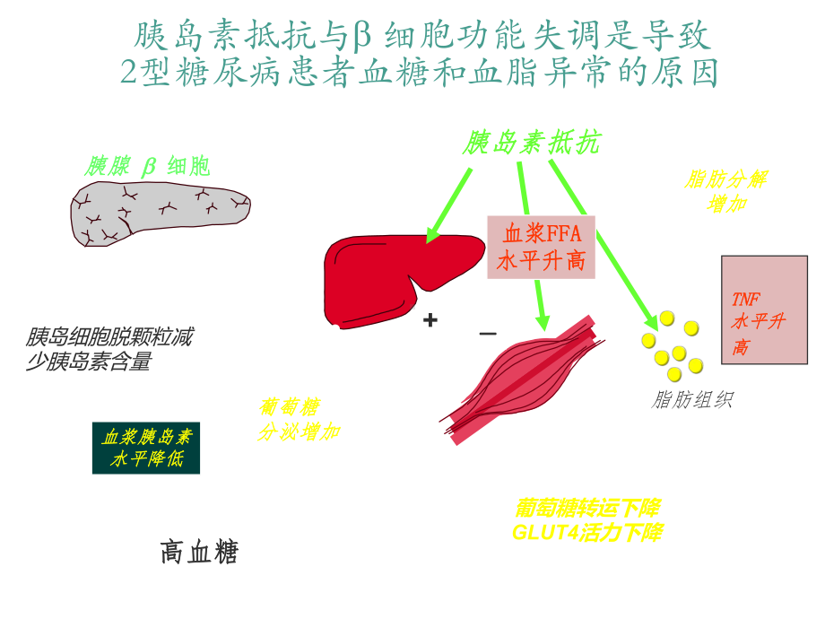 餐后高血糖-ppt课件.ppt_第3页